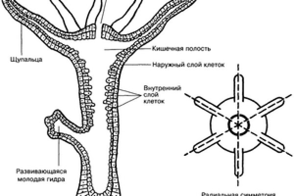 Кракен даркен